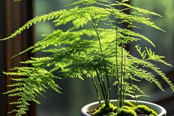 文竹如何修剪,春季和秋季修剪生长较弱的枝条