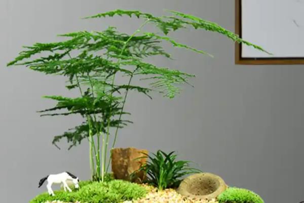 文竹如何修剪,春季和秋季修剪生长较弱的枝条
