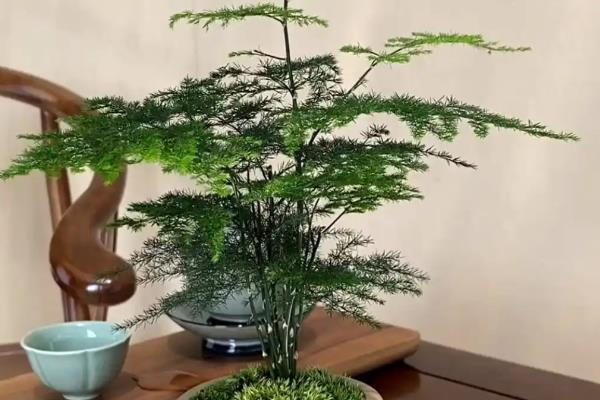 文竹如何修剪,春季和秋季修剪生长较弱的枝条