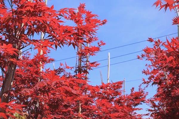 日本红枫的耐寒温度,可耐寒零下三十度