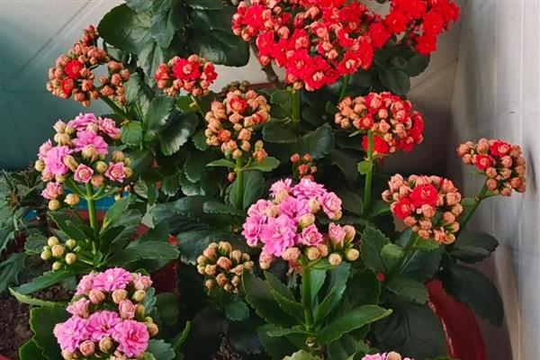 长寿花花骨朵没开就干瘪的原因，可能是养分不足所致