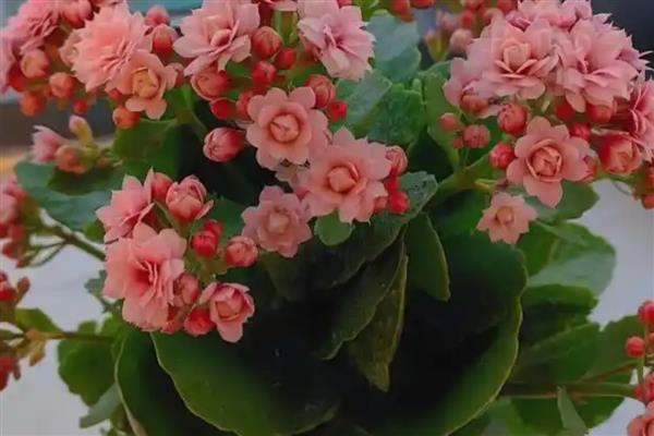 长寿花花骨朵没开就干瘪的原因，可能是养分不足所致