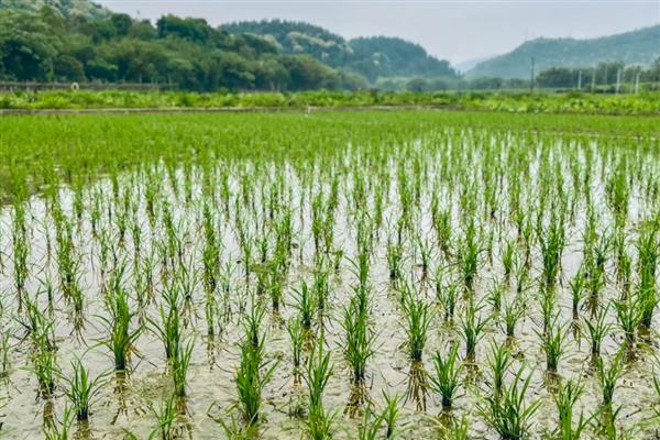 水稻为什么患红叶病,可能是土壤不适所致