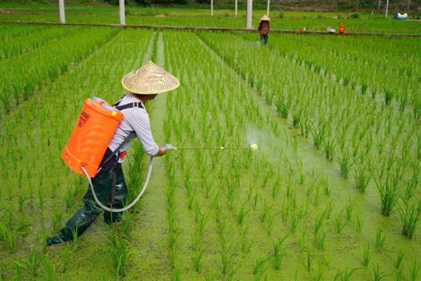 水稻大田如何除草,针对不同杂草使用不同的除草剂