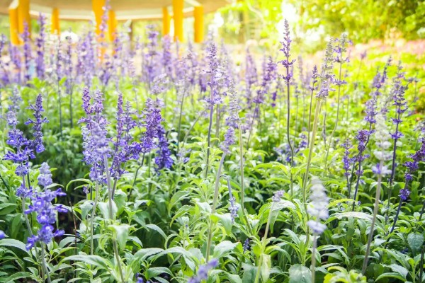 蓝花鼠尾草的播种时间,在3-5月进行