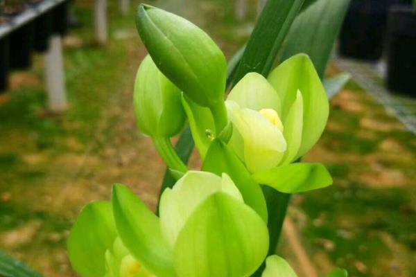 兰花掉花苞的原因及处理方法,可能是气温寒冷所致