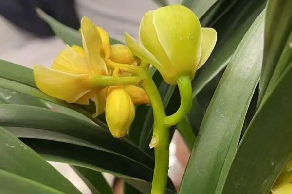 兰花掉花苞的原因及处理方法,可能是气温寒冷所致