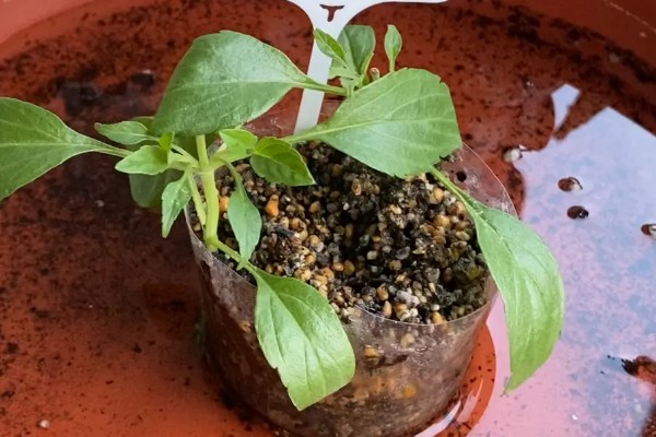 蓝花鼠尾草的播种时间,在3-5月进行