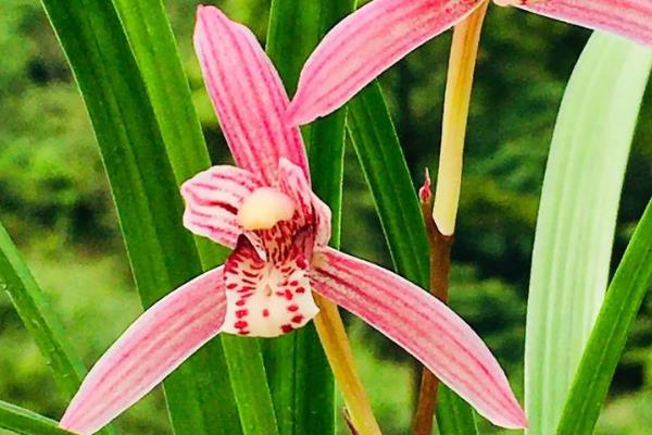 兰花掉花苞的原因及处理方法,可能是气温寒冷所致