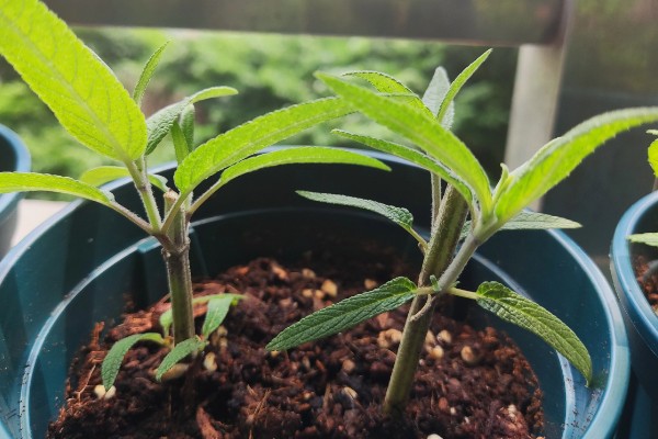 蓝花鼠尾草的播种时间,在3-5月进行