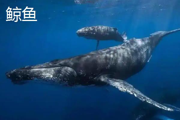 鲨鱼和鲸鱼的区别，分类和繁殖方式均不同