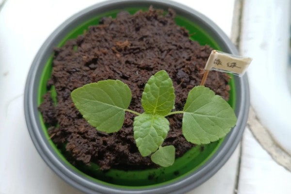 蓝花鼠尾草的播种时间,在3-5月进行