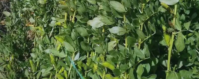 豆科植物的种类,常见大豆、花生等品种