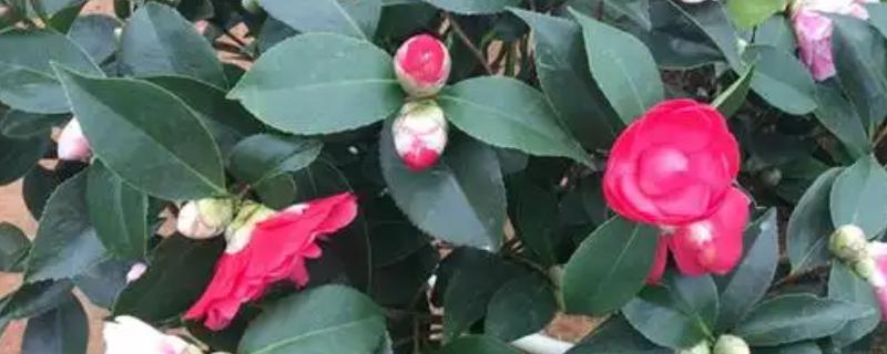茶花被晒伤如何补救，移至阴凉通风的地方养护