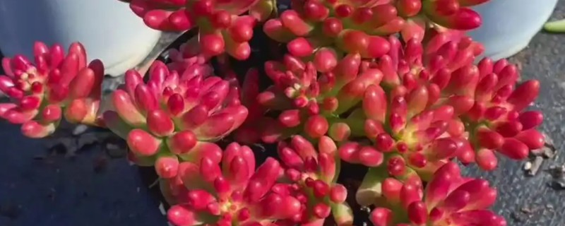 虹之玉长白虫子怎么处理,需要改善生长环境