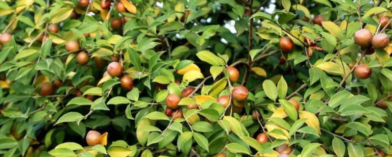 油茶树的管理方法，将撒施改为挖坑施肥