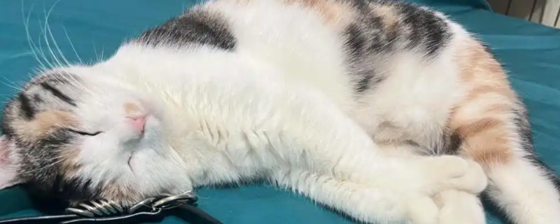 猫咪呕吐的原因，可能是异物阻塞所致
