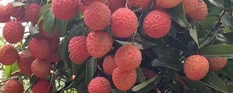 荔枝保花壮果的施肥技术,要及时施壮花肥