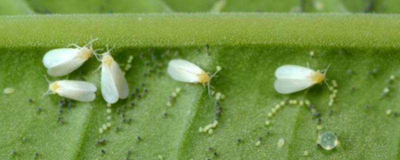 白菜白粉虱怎么消灭，可农业防治也可物理防治