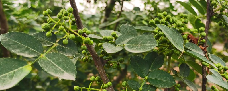 花椒树一般几年结果，通常2-3年结果