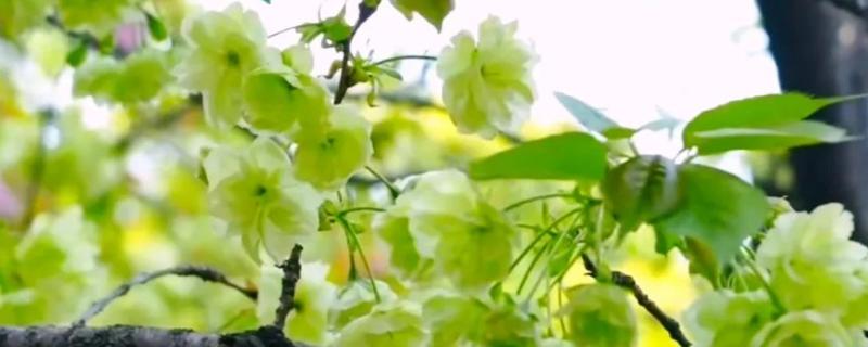 绿樱花的简介,是指御衣黄