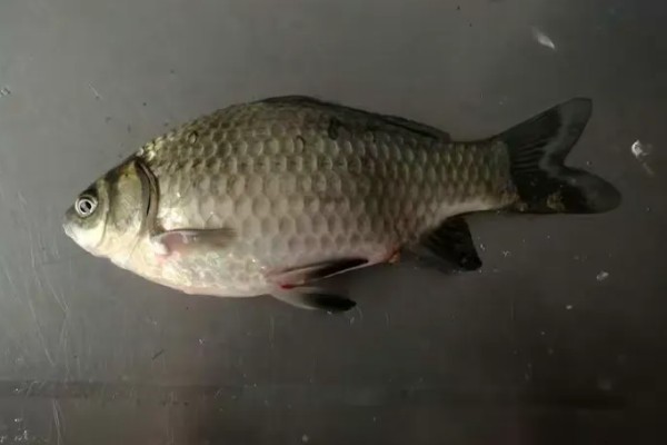 鲫鱼的生活水层，一般生活在水域底层