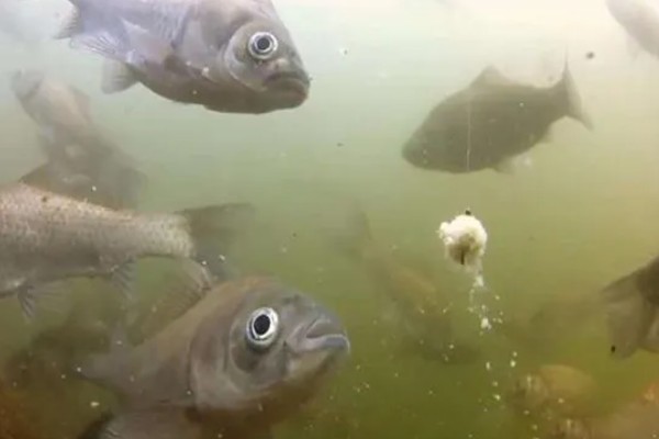 鲫鱼的生活水层，一般生活在水域底层