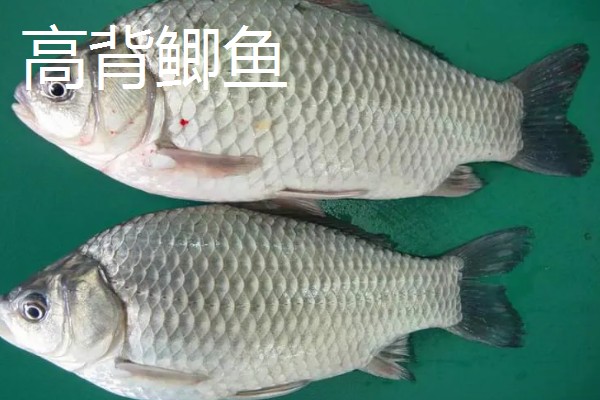 鲫鱼的生活水层，一般生活在水域底层