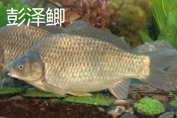 鲫鱼的生活水层，一般生活在水域底层