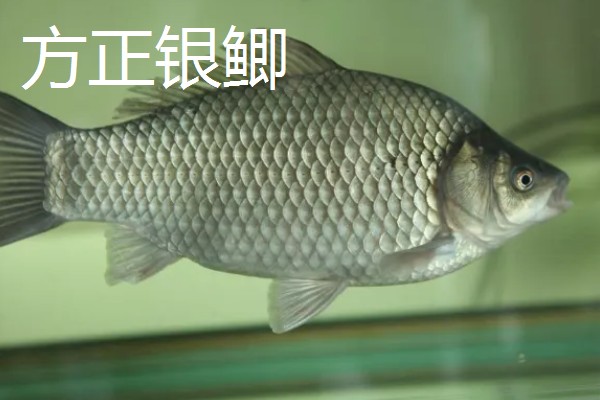 鲫鱼的生活水层，一般生活在水域底层
