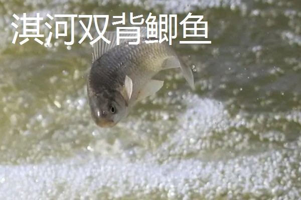 鲫鱼的生活水层，一般生活在水域底层