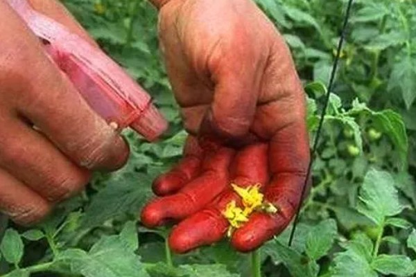 咯菌腈怎么使用,喷雾、灌根都是常用方法