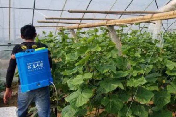 咯菌腈怎么使用,喷雾、灌根都是常用方法