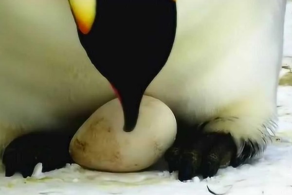 帝企鹅是雌性孵蛋吗，孵蛋主要依靠雄帝企鹅