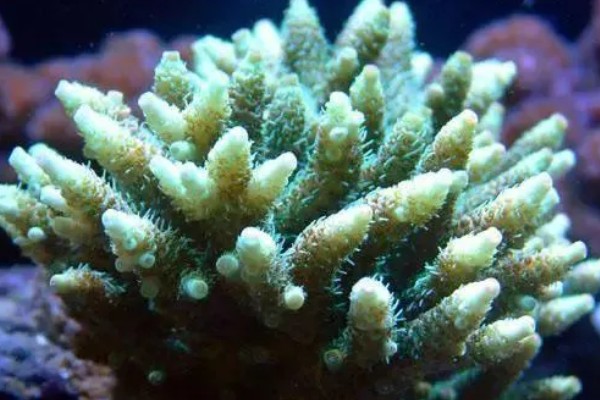 珊瑚简介，全世界约有6500种