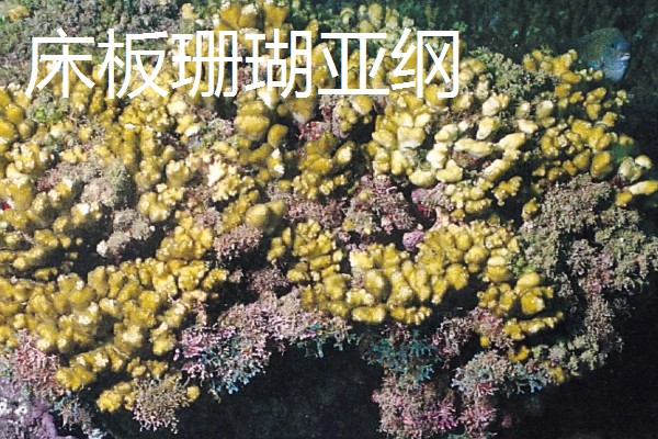 珊瑚简介，全世界约有6500种