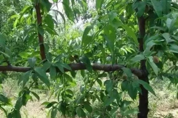 桃花的花朵外观，花瓣呈椭圆形颜色多为粉红色
