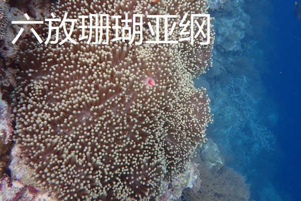 珊瑚简介，全世界约有6500种
