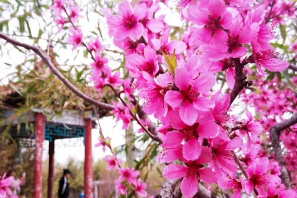 桃花的花朵外观，花瓣呈椭圆形颜色多为粉红色