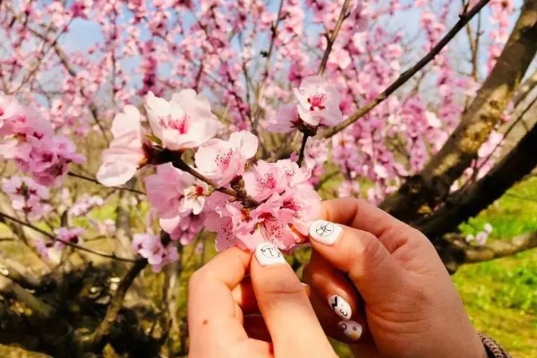 桃花的花朵外观，花瓣呈椭圆形颜色多为粉红色