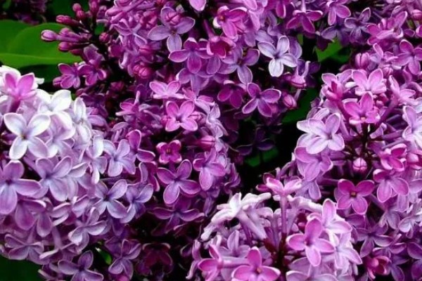 丁香花有什么象征,代表美丽优雅、勤奋谦逊
