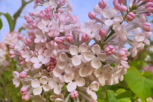 丁香花有什么象征,代表美丽优雅、勤奋谦逊