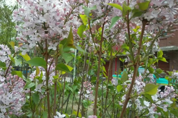 丁香花有什么象征,代表美丽优雅、勤奋谦逊