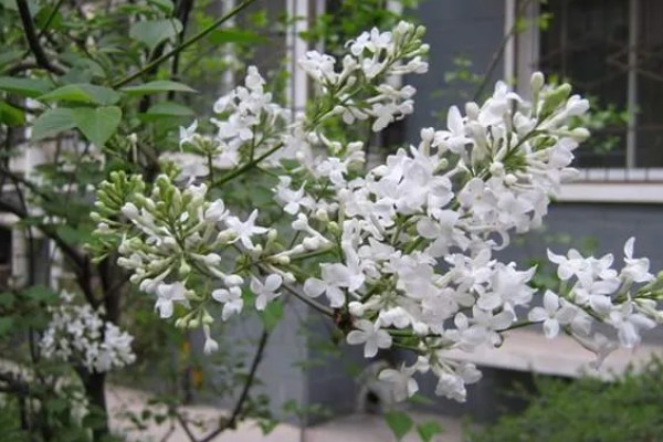 丁香花有什么象征,代表美丽优雅、勤奋谦逊