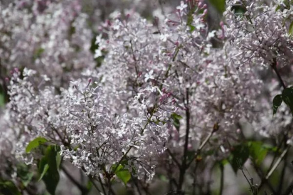 丁香花有什么象征,代表美丽优雅、勤奋谦逊