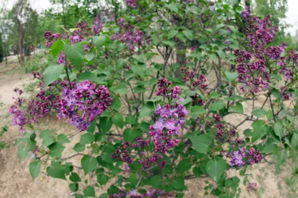 丁香花有什么象征,代表美丽优雅、勤奋谦逊