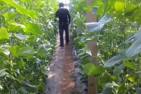 羊角蜜甜瓜要不要搭架子，需要搭架