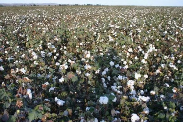 棉花的亩产量，2025年平均产量约148.6kg/亩