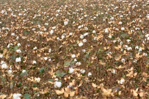 棉花的亩产量，2025年平均产量约148.6kg/亩