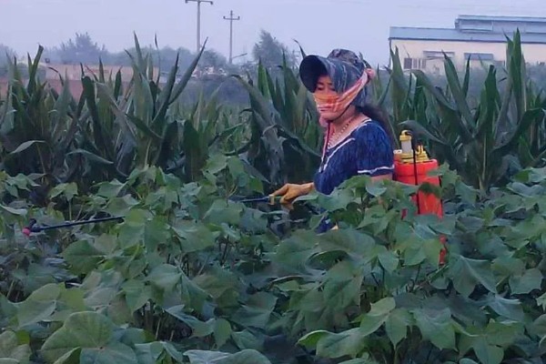 棉花的亩产量，2025年平均产量约148.6kg/亩